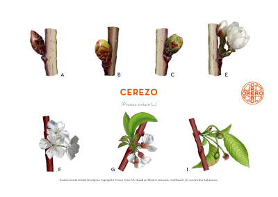Información sobre tratamientos fitosanitarios del Cerezo