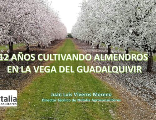 12 años cultivando almendros en el valle del Guadalquivir.